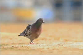 <p>HOLUB DOMÁCÍ (Columba livia f. domestica) /Domestic pigeon - Stadttaube/</p>